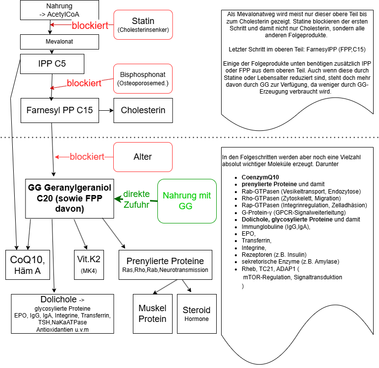 Information zu GG (Geranylgeraniol)  - 