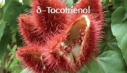 Warum Tocotrienole? Vitamin E neu erklärt - Tocotrienole: Das besondere Vitamin E für Zellschutz