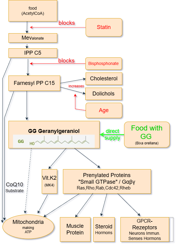 Warum eigentlich Geranylgeraniol (GG) - Geranylgeraniol aus Bixa orellana | GG+T3 Orellana