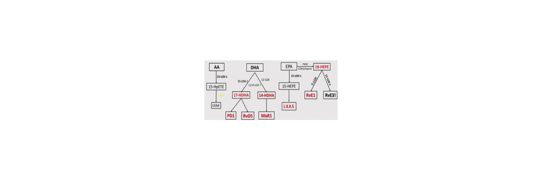 PRM,SPM: Resolvine, Protectine & Omega-3 erklärt
