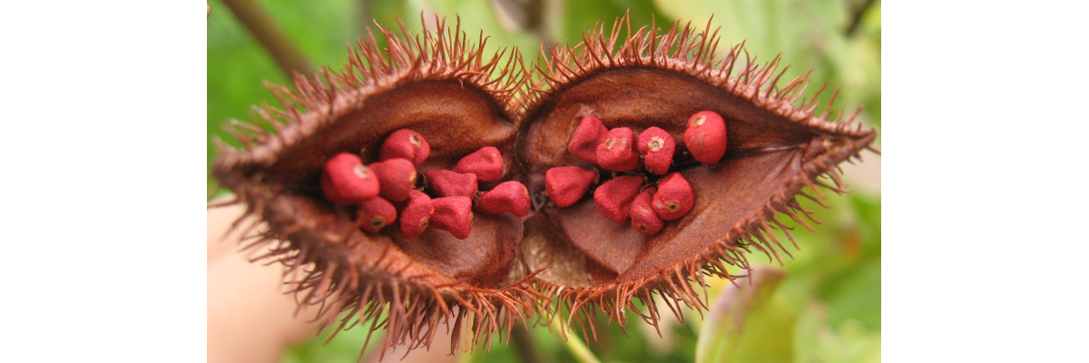 Info on GG Geranylgeraniol and tocotrienols in ageing and cholesterol management - 