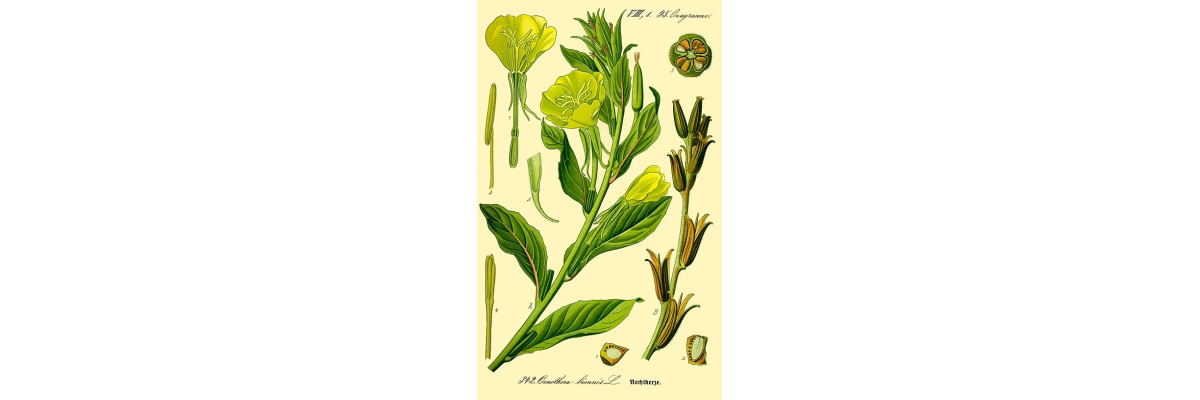 Evening primrose oil – Plant of the Year 2026 – and borage oil - 
