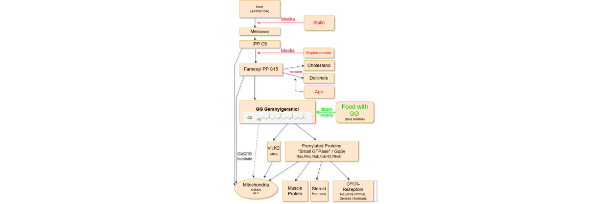 Warum eigentlich Geranylgeraniol (GG) - Geranylgeraniol aus Bixa orellana | GG+T3 Orellana